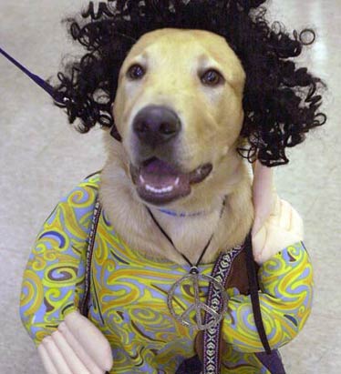 Dog in Halloween Costume